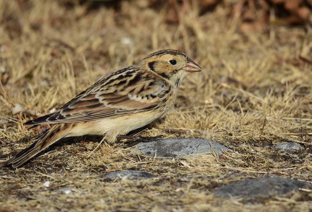 Lapland Longspur - ML489450601