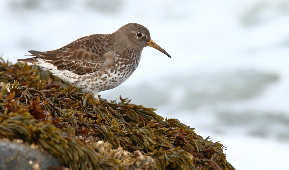 Rock Sandpiper - Andrew Johnson
