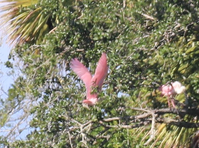 Roseate Spoonbill - ML489451981