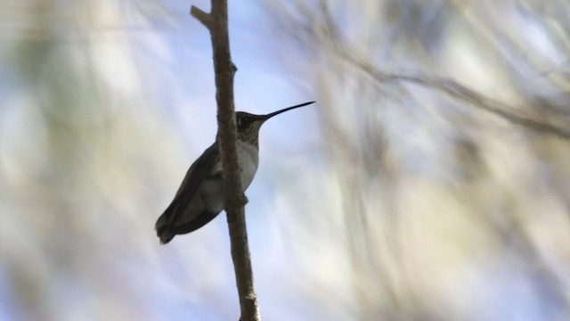 Black-chinned Hummingbird - ML489452061