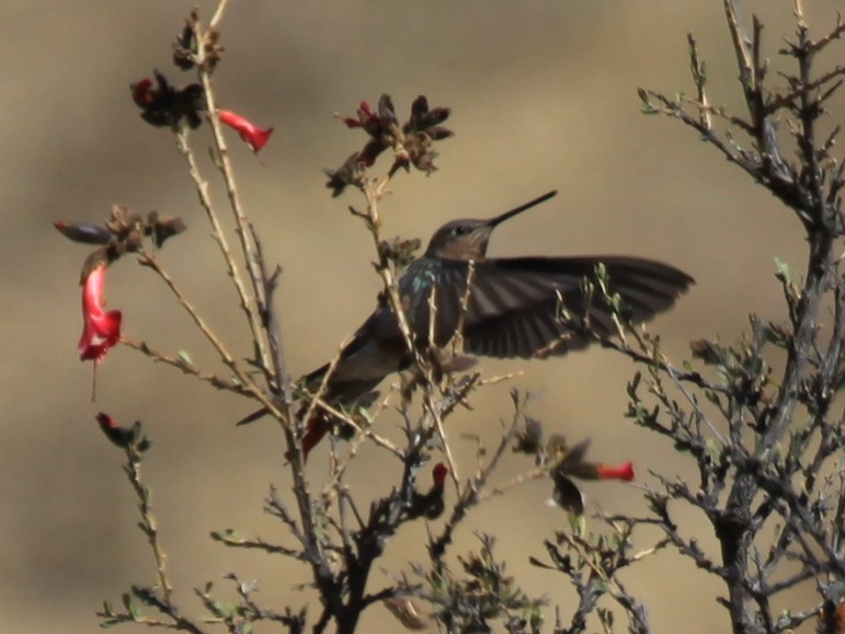 Giant Hummingbird - Christian Mendizabal