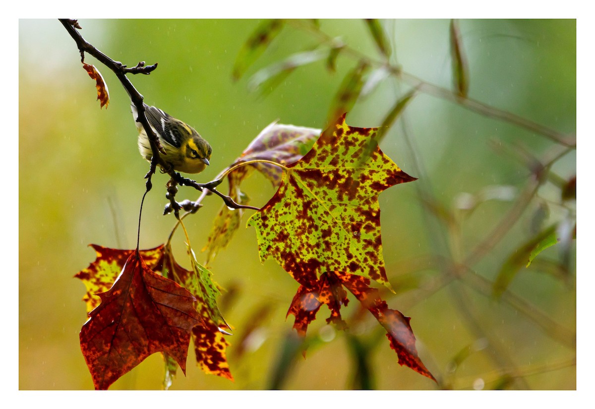 Blackburnian Warbler - ML489452971