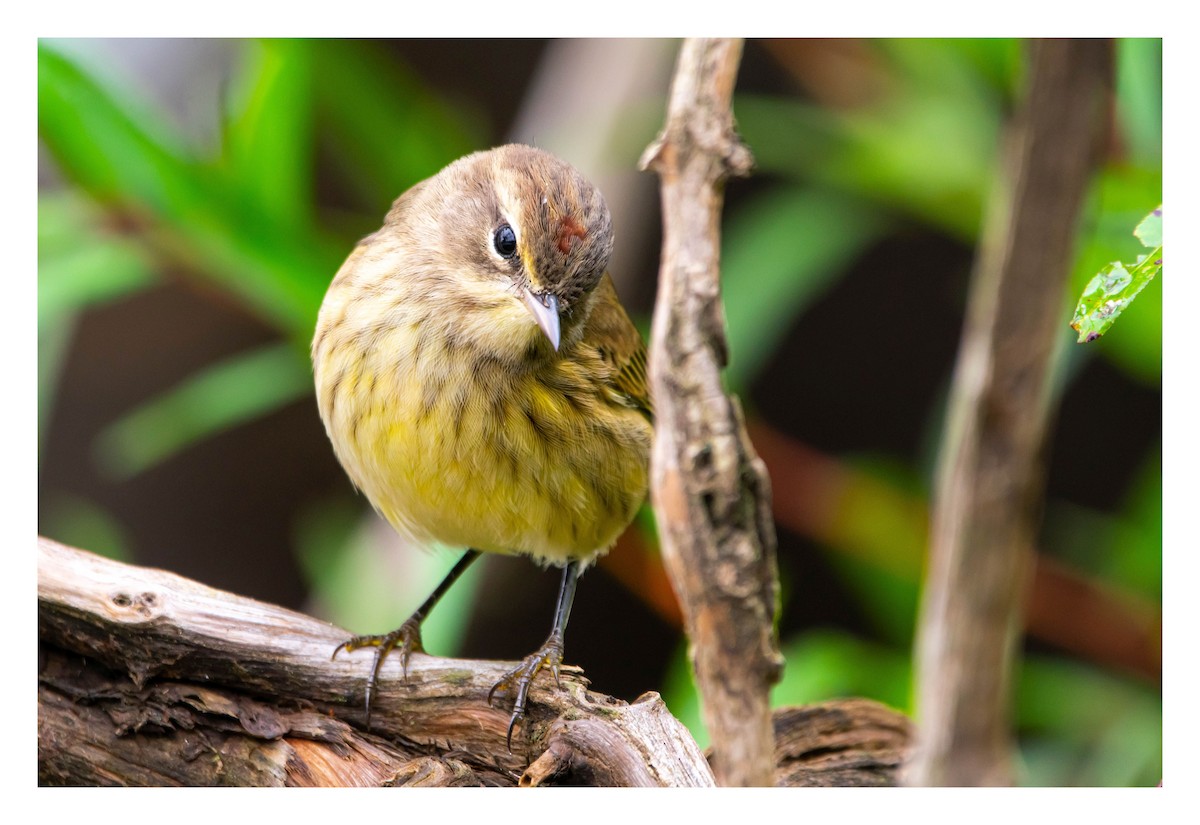 Palm Warbler - ML489453551