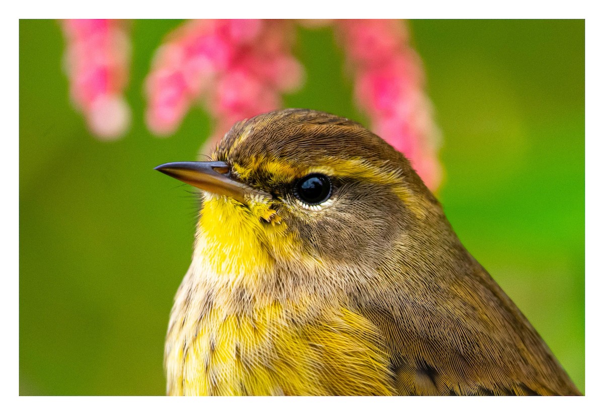 Palm Warbler - ML489453561