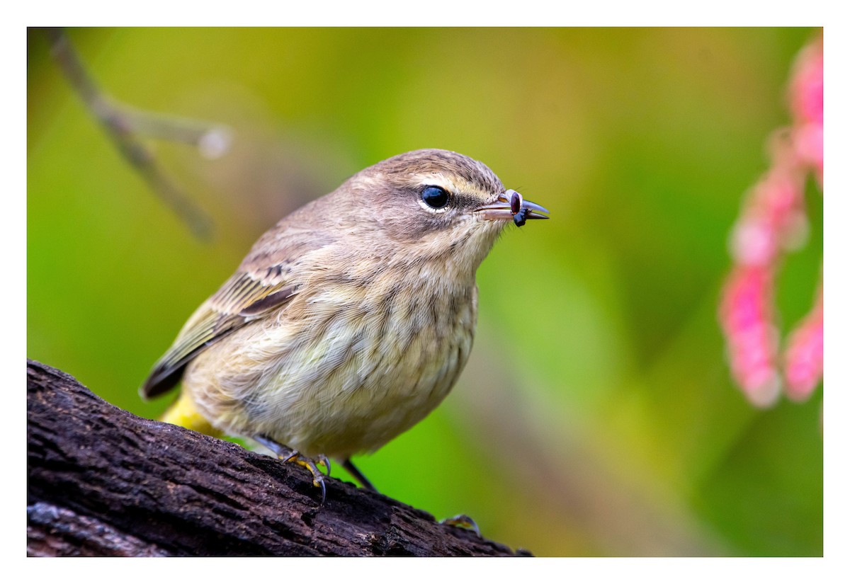 Palm Warbler - ML489453571