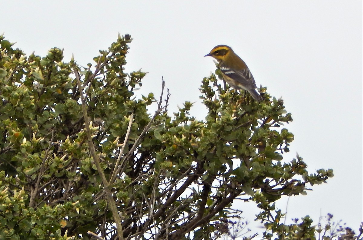 Townsend's Warbler - ML489453731