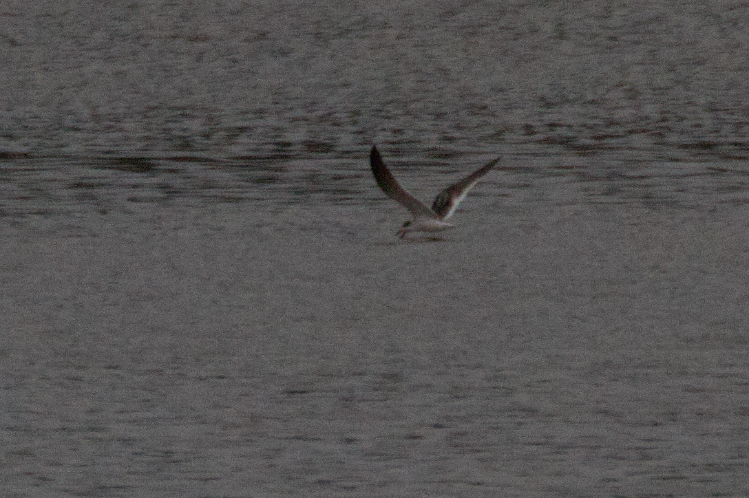 Black Skimmer - ML489454511