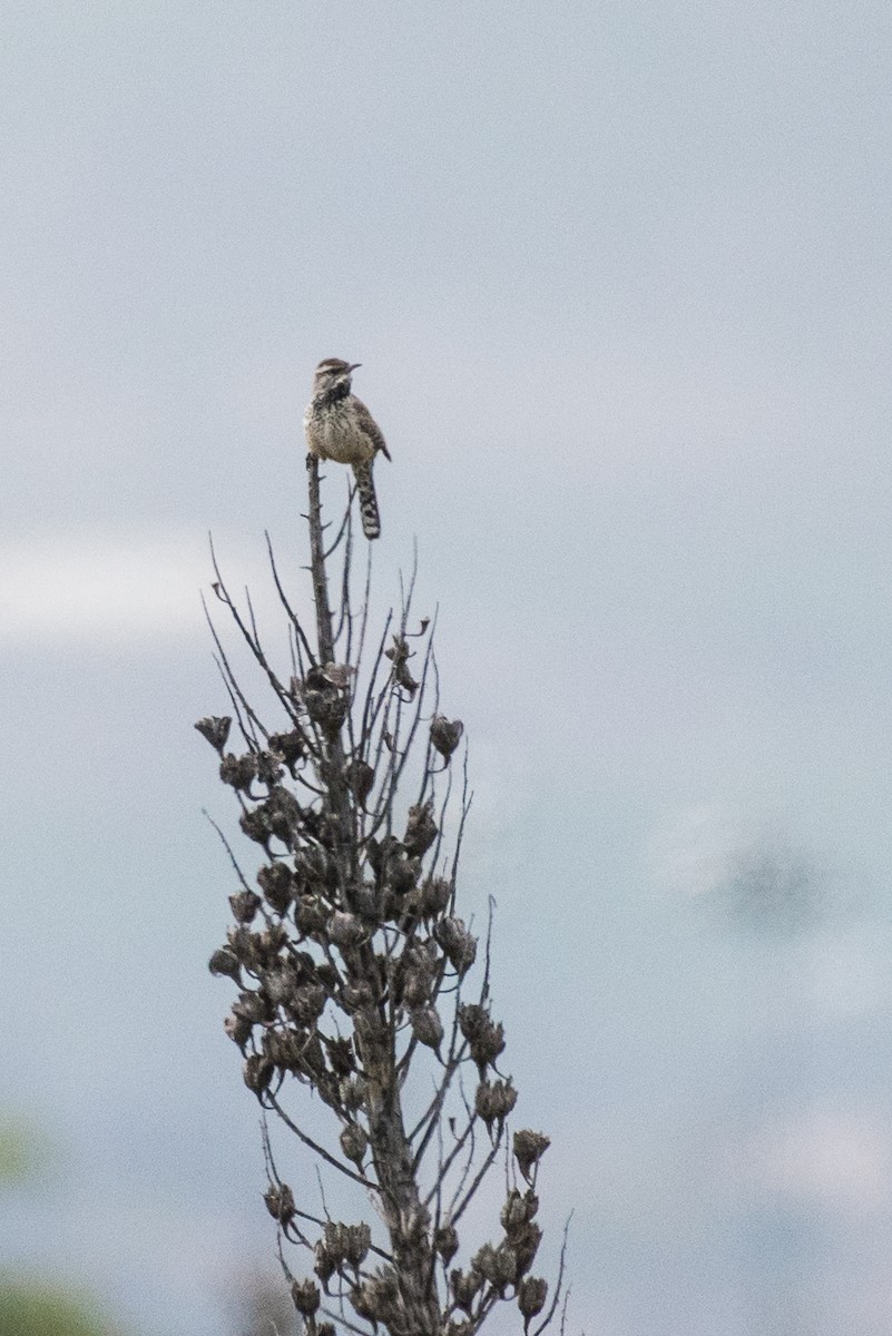 Cactus Wren - ML48945511