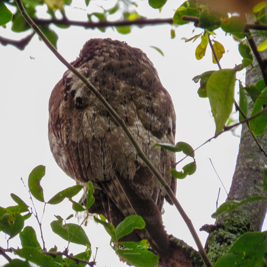 Common Potoo - Esteban Ortiz