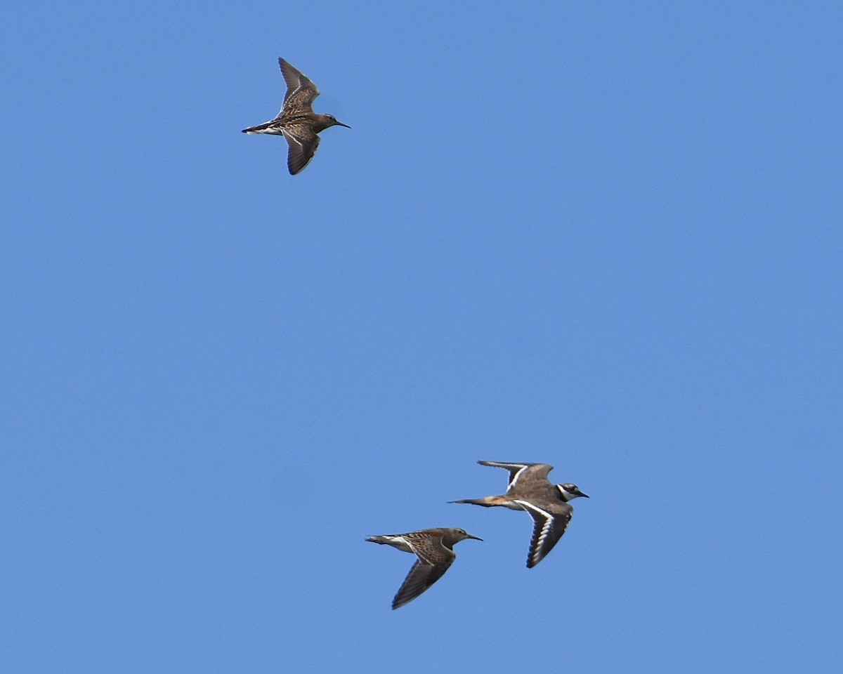 Pectoral Sandpiper - ML489455671