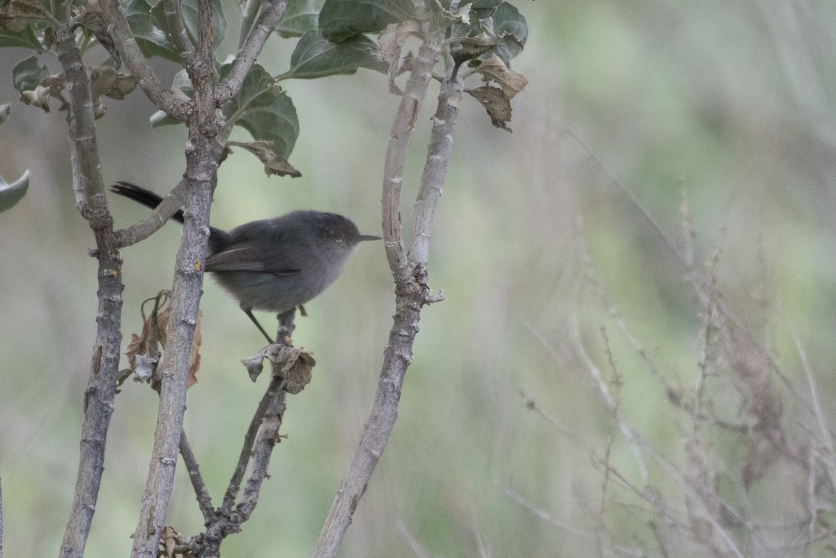 California Gnatcatcher - ML48945591