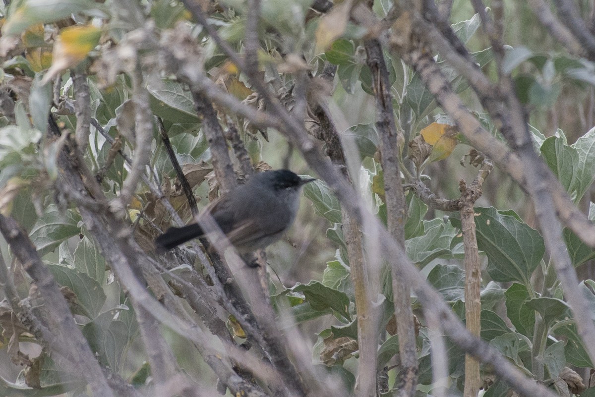 California Gnatcatcher - ML48945601