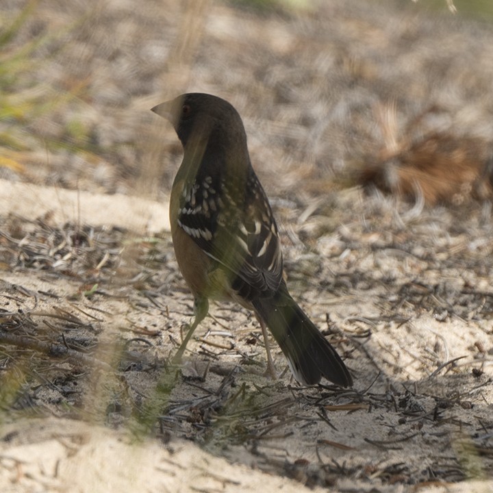 Spotted Towhee - ML489456571