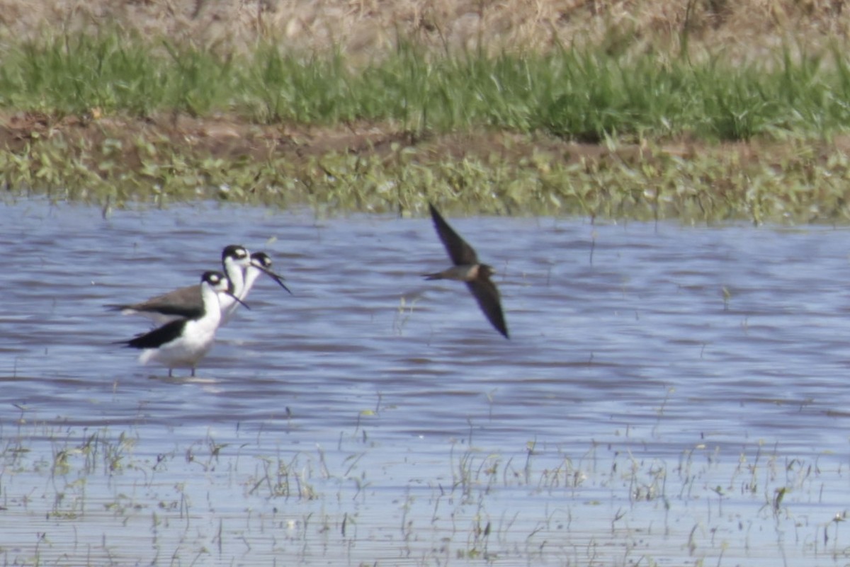 Barn Swallow - A Birder