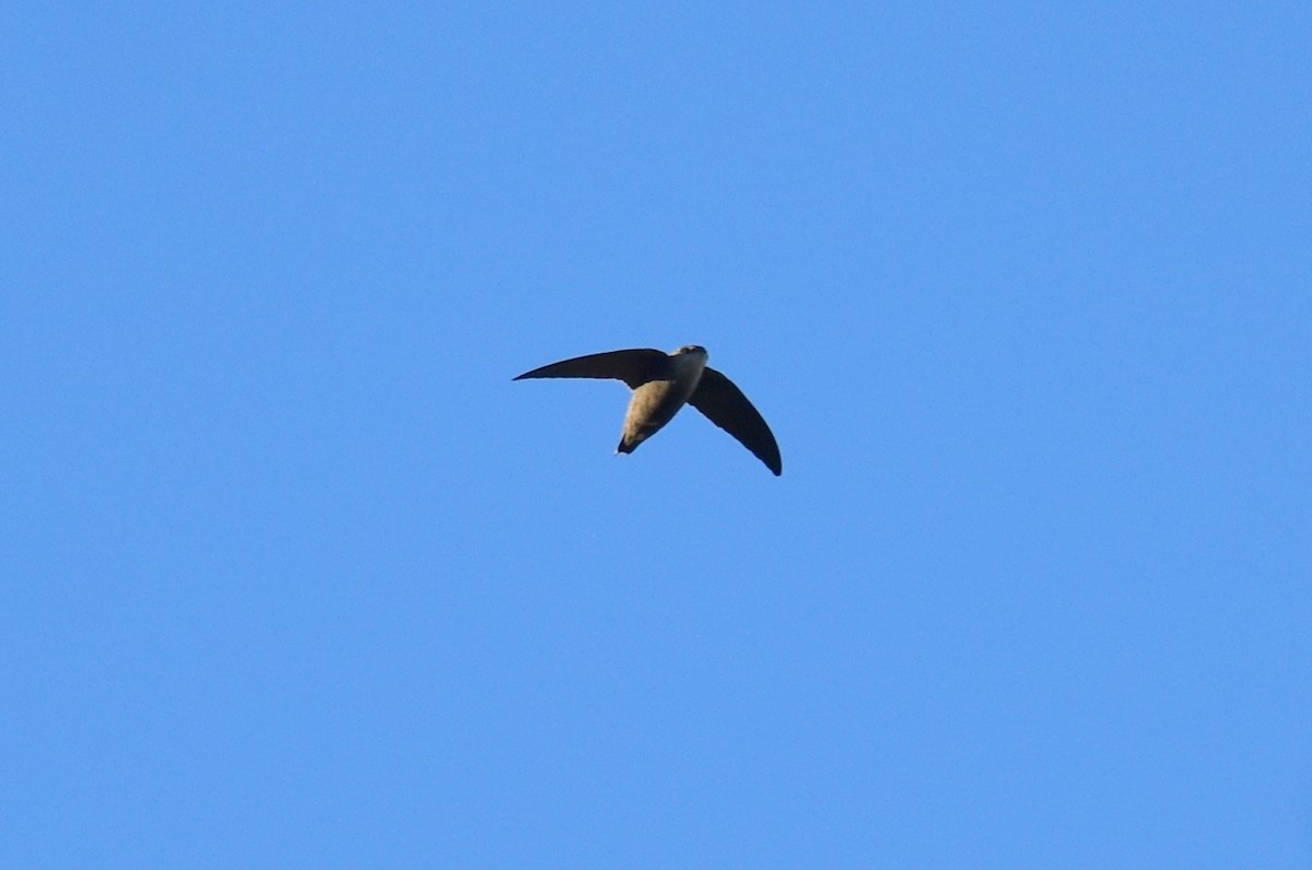 Chimney Swift - ML489457181