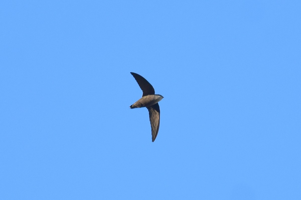 Chimney Swift - ML489457191