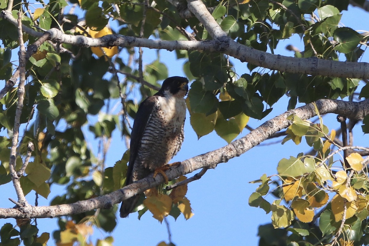 Peregrine Falcon - Natalie Bailey