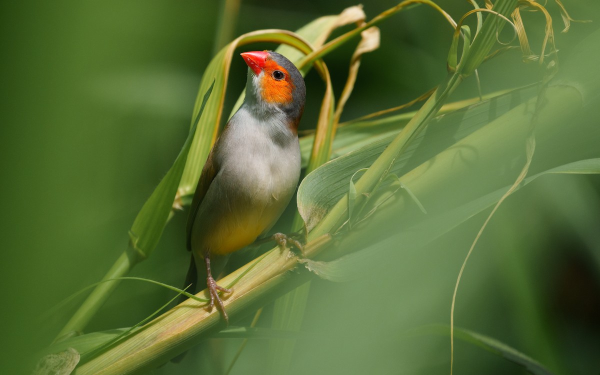 Orange-cheeked Waxbill - ML489458551