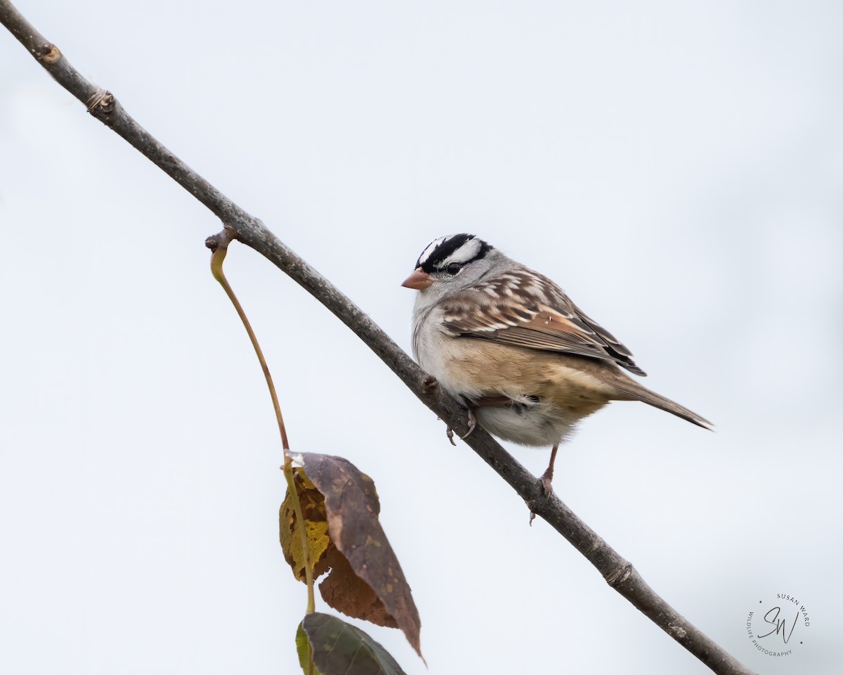 White-crowned Sparrow - ML489460371