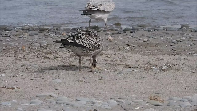 Lesser Black-backed Gull - ML489460411