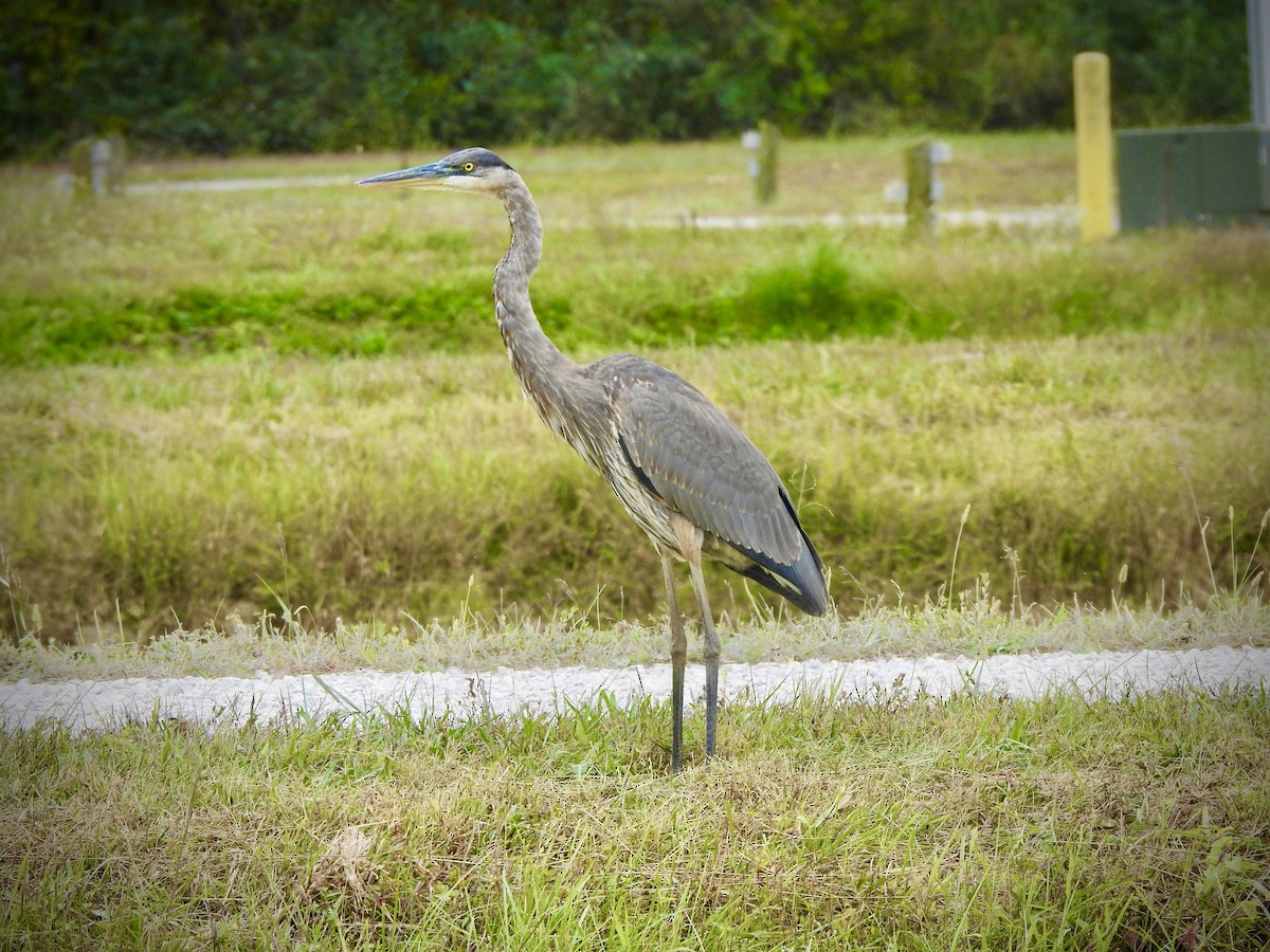 Great Blue Heron - ML489460741