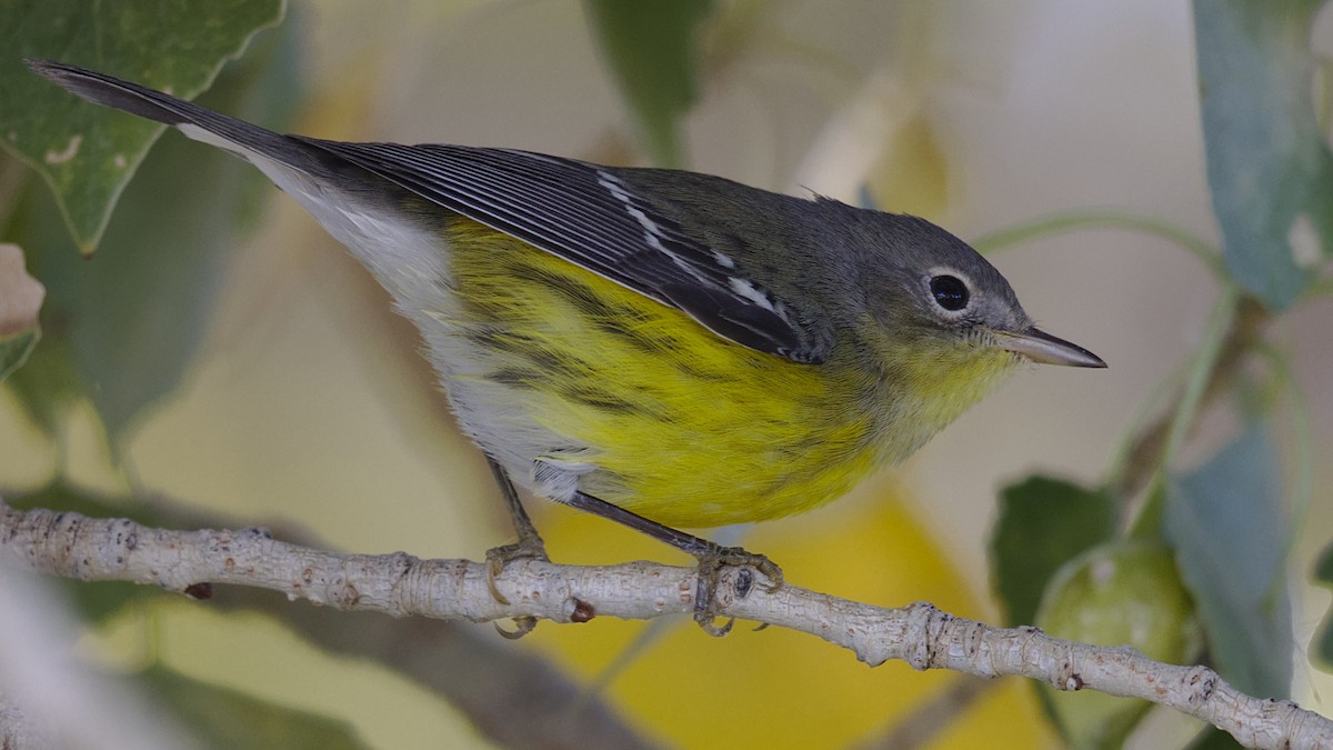 Magnolia Warbler - Mark Scheel