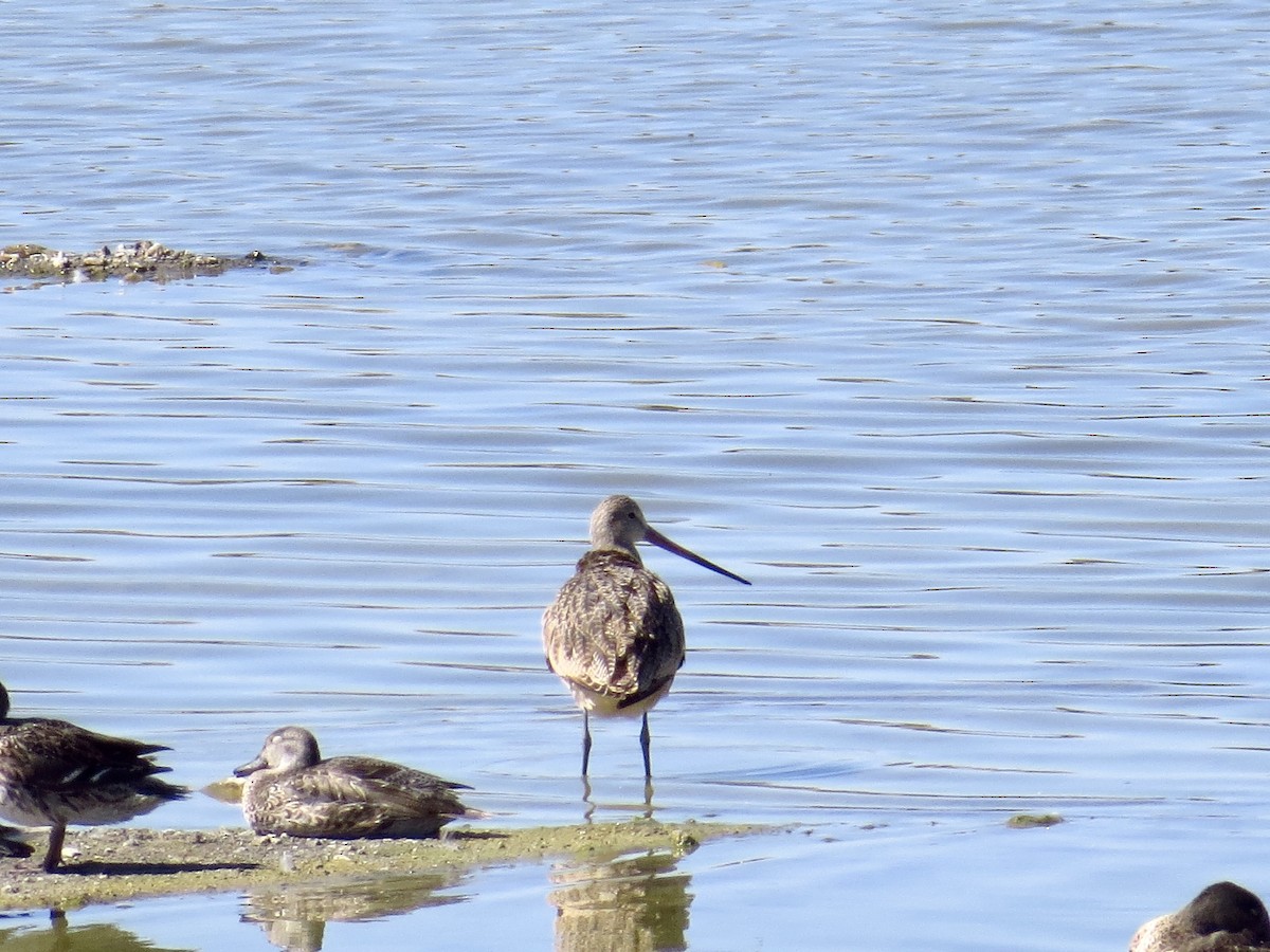 Marbled Godwit - ML489461261