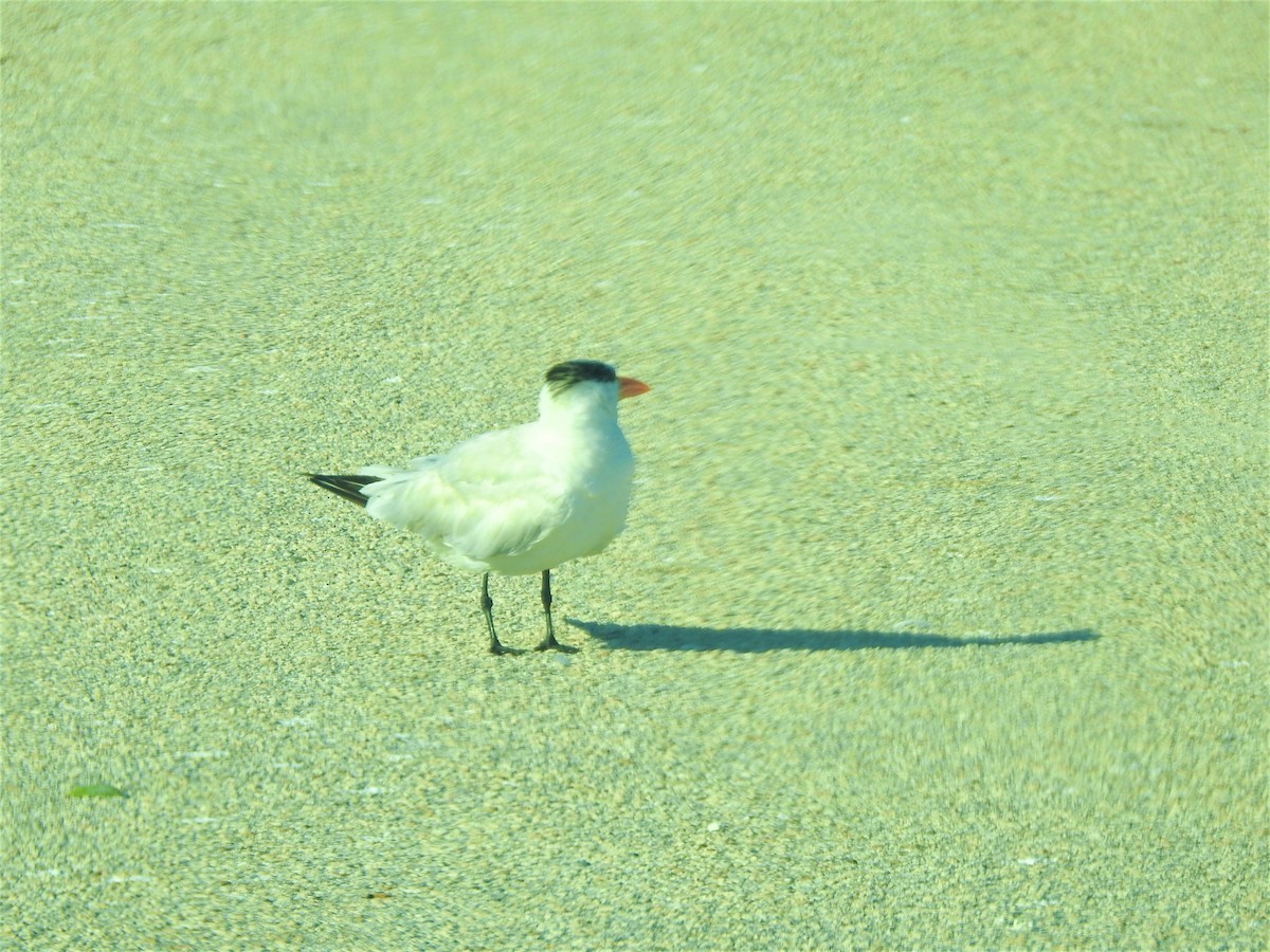 Caspian Tern - ML489461401