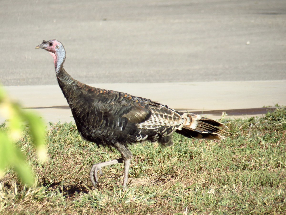 Wild Turkey - ML489461931