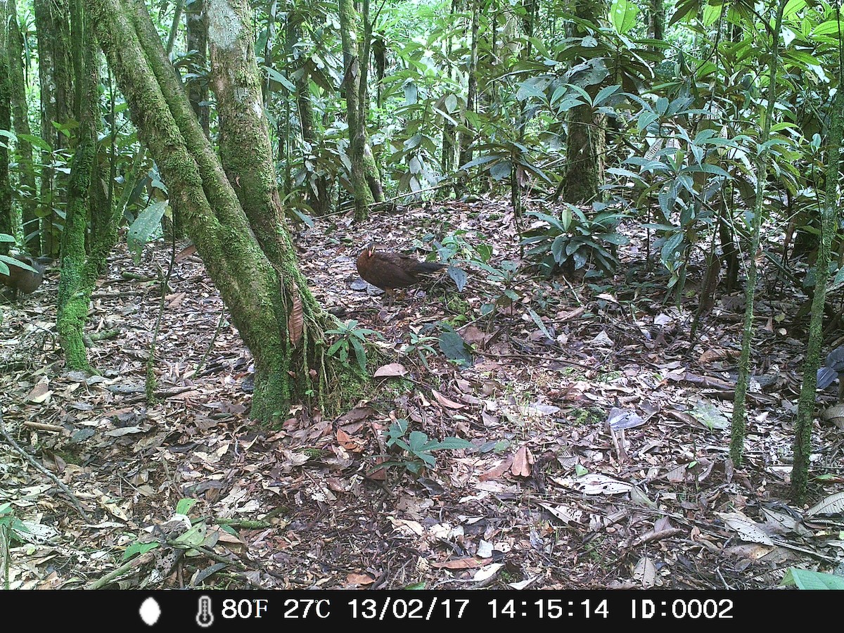 Nocturnal Curassow - ML48946241