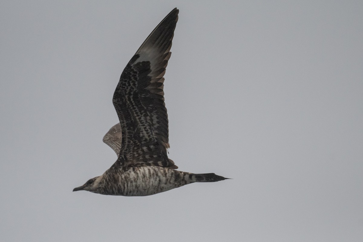 Parasitic Jaeger - Conor Scotland