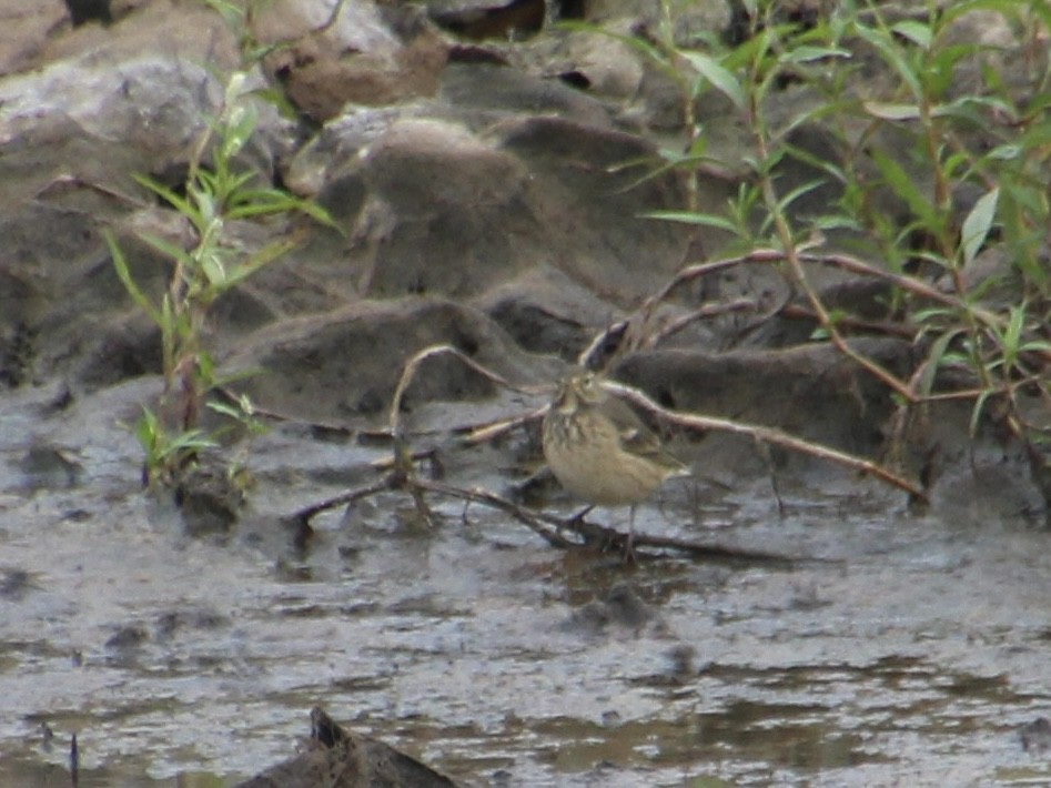 Pipit d'Amérique - ML489463631