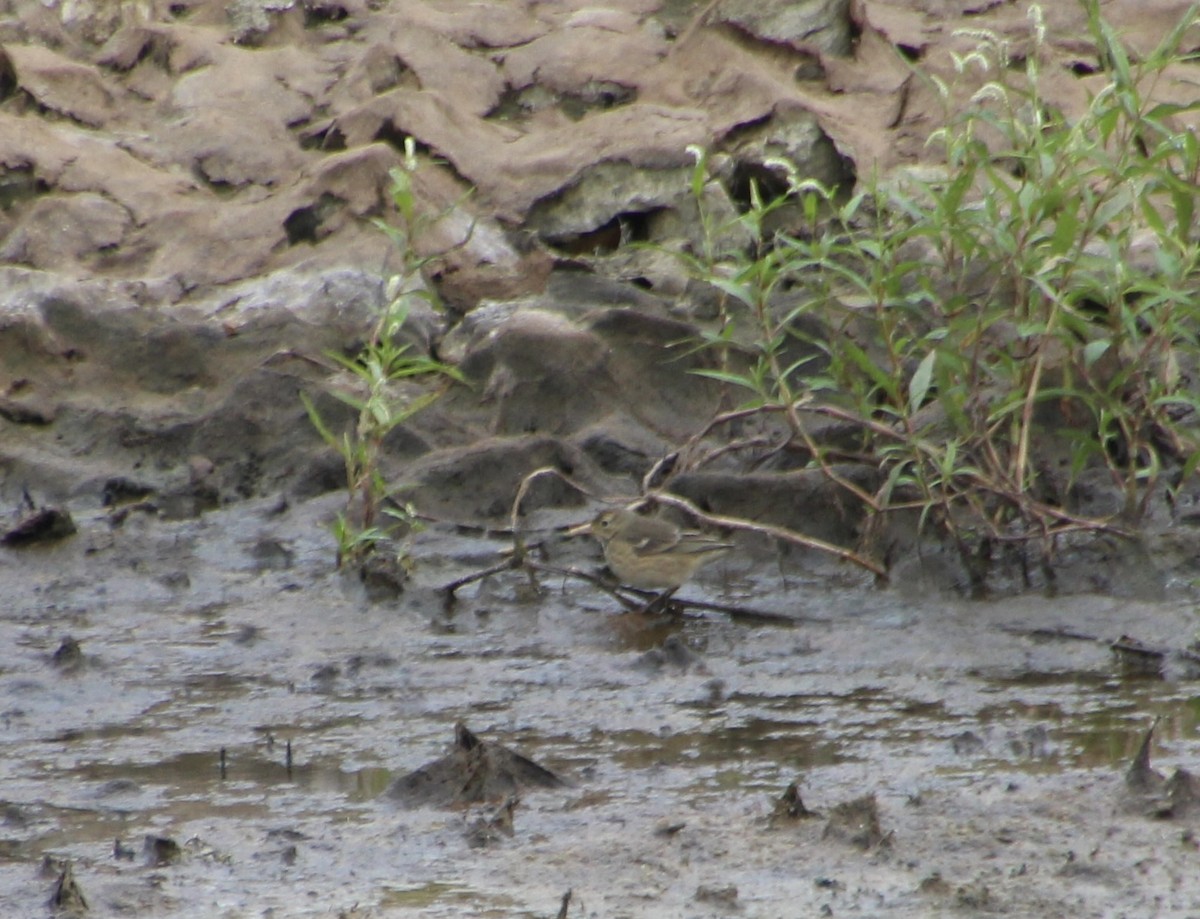 Pipit d'Amérique - ML489463641