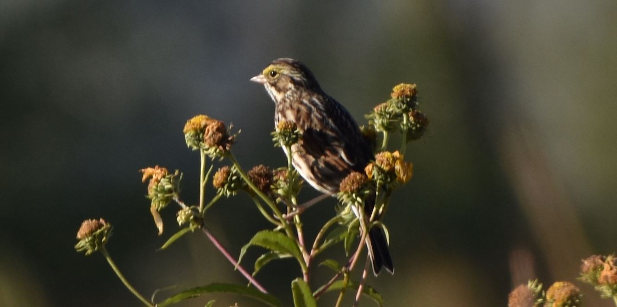 Savannah Sparrow - ML489465561