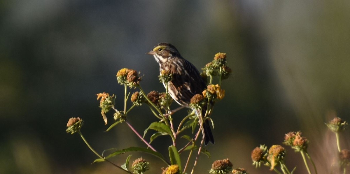 Savannah Sparrow - Brian Bardy