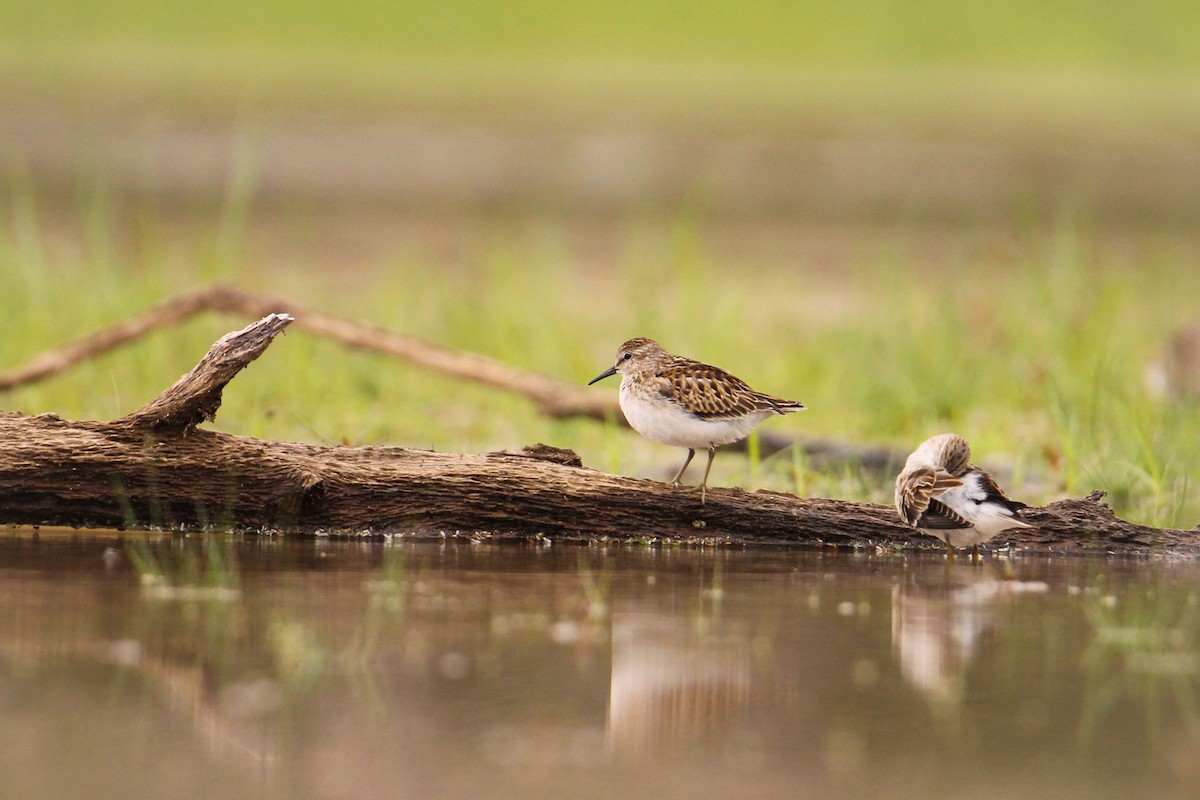 Least Sandpiper - ML489465701