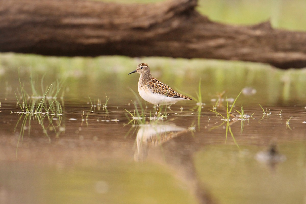 Least Sandpiper - ML489465711