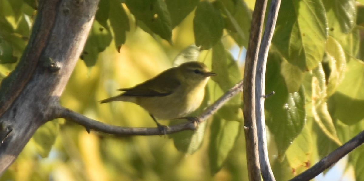 Tennessee Warbler - ML489465791