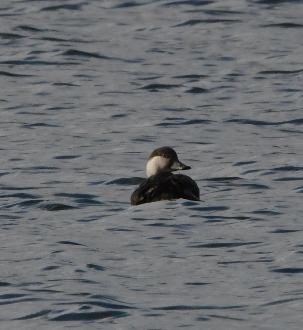 Black Scoter - Nick Rothman