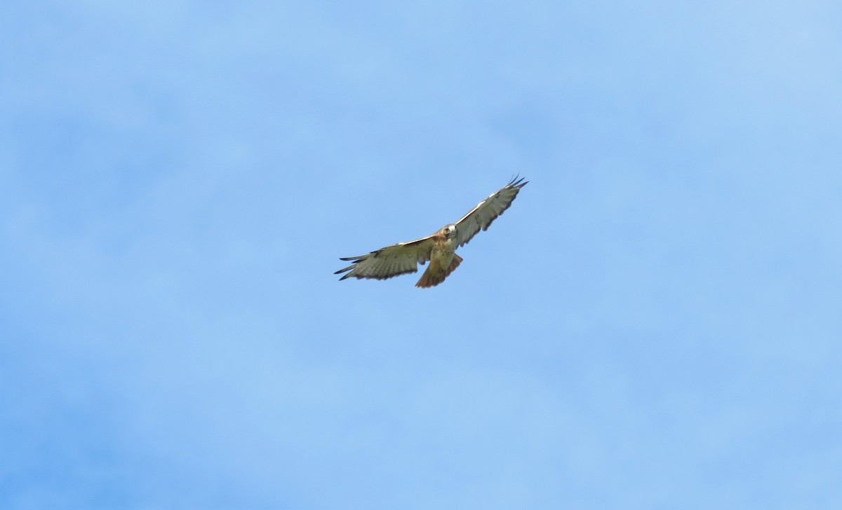 Red-tailed Hawk - ML489466921