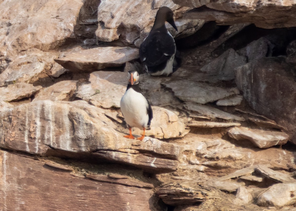 Atlantic Puffin - ML489467101