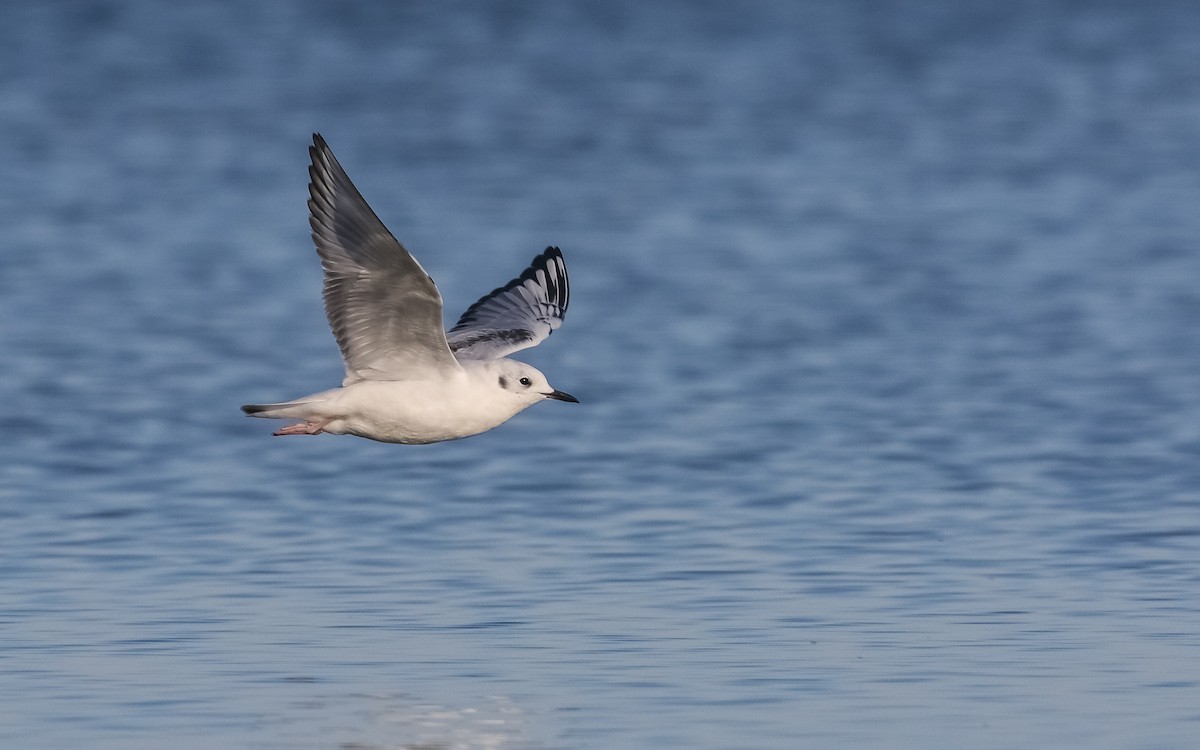 Bonaparte's Gull - Ethan Denton