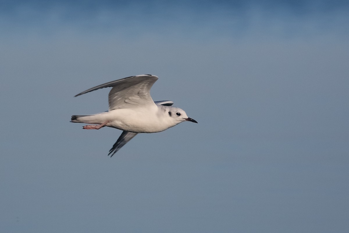 Bonaparte's Gull - ML489468001