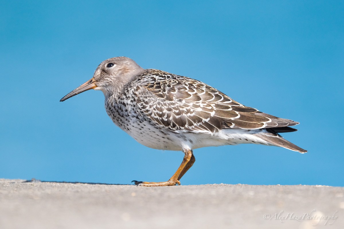 Purple Sandpiper - Alex Haza