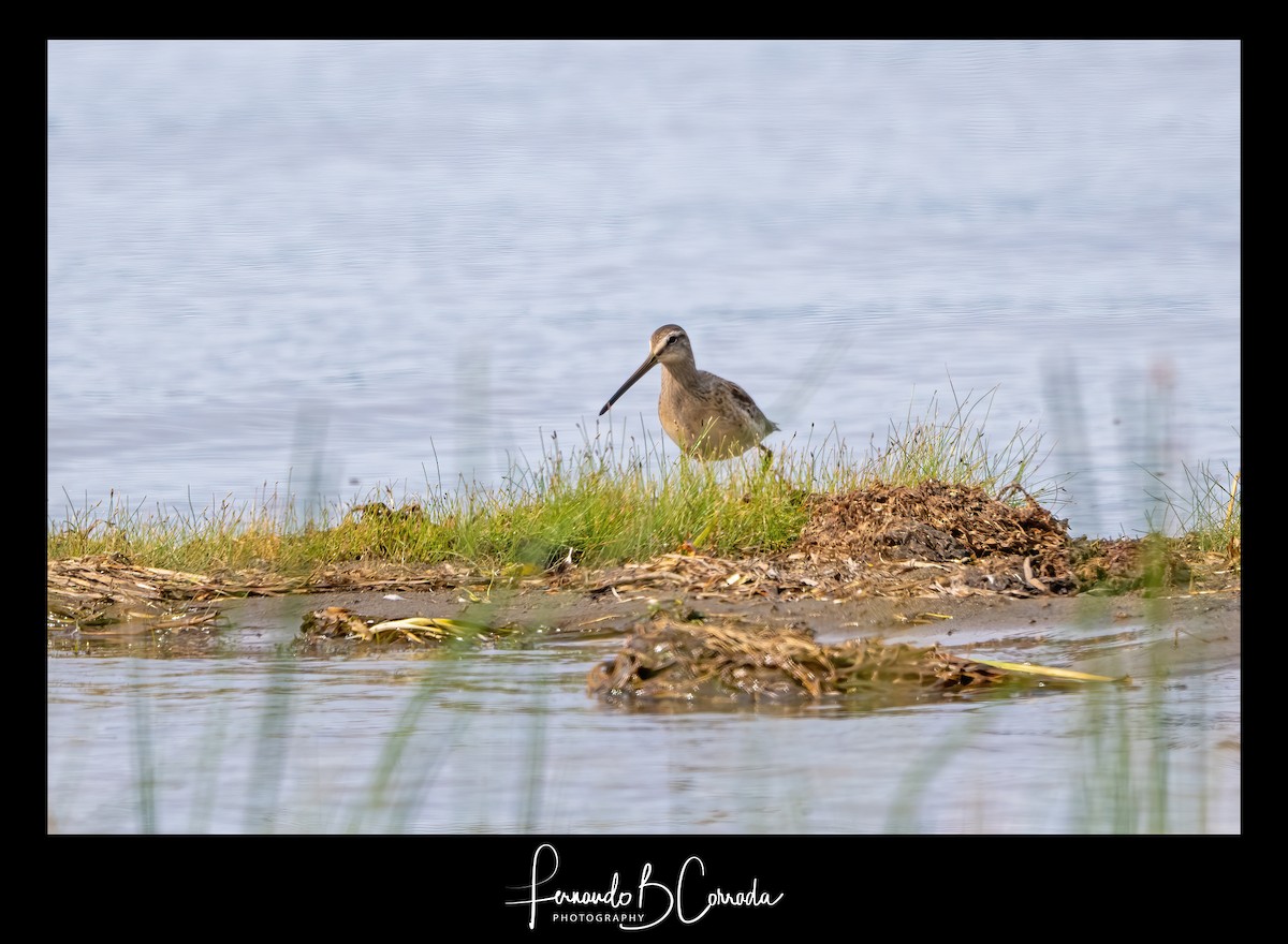 Bécassin à long bec - ML489471061