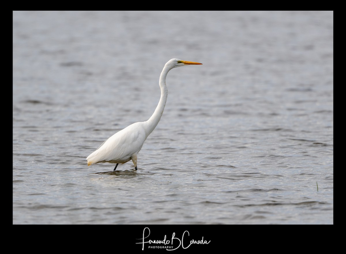 Great Egret - ML489471221