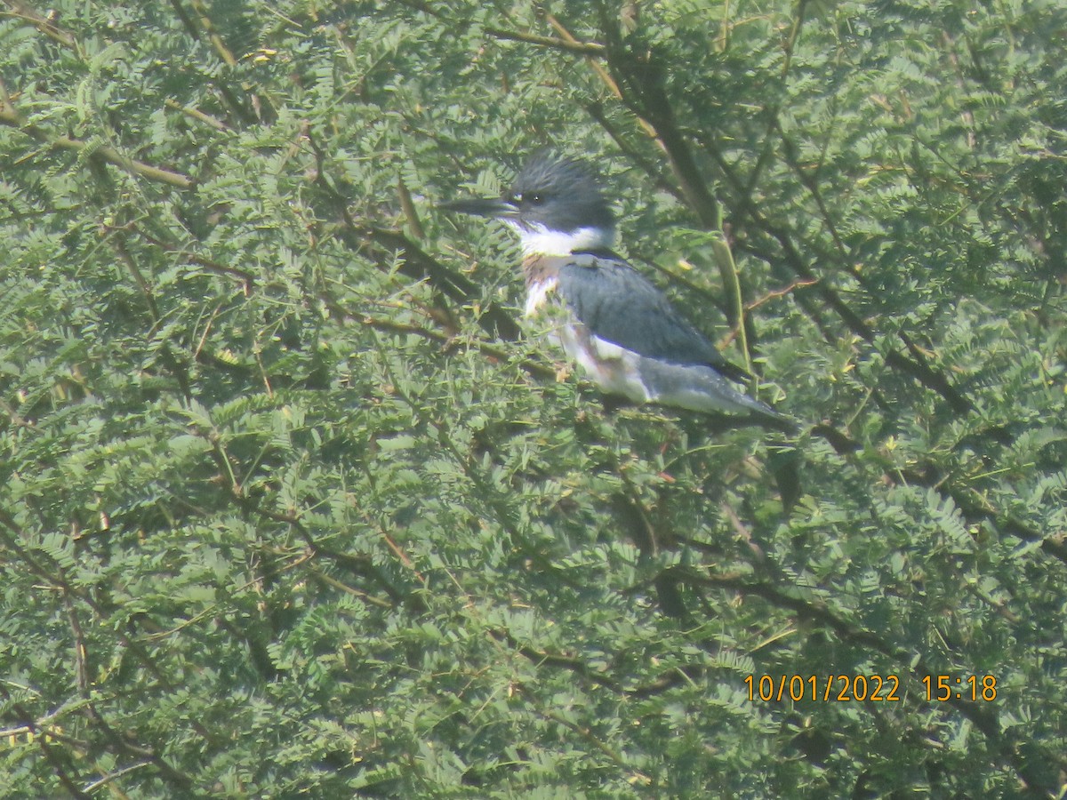 Martin-pêcheur d'Amérique - ML489471771