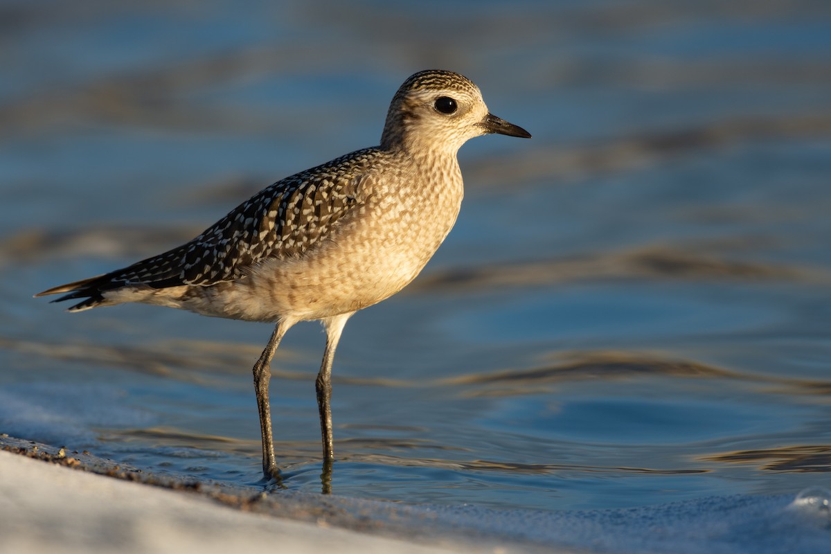 American Golden-Plover - ML489472341