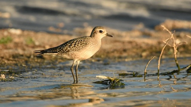 American Golden-Plover - ML489472861