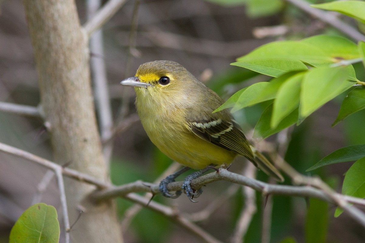 Thick-billed Vireo - David Disher